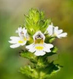Natures Way Eyebright Herb 100 C